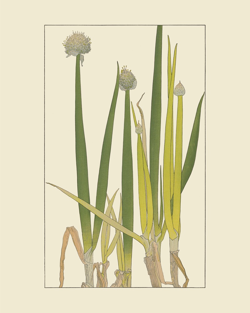 杉浦非水の植物図案「ねぎ」