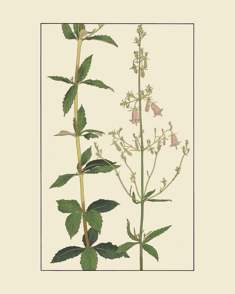 杉浦非水の植物図案「つりがねにんじん」