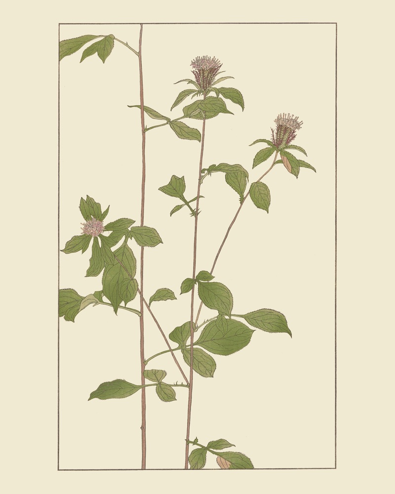 杉浦非水の植物図案「をけら」