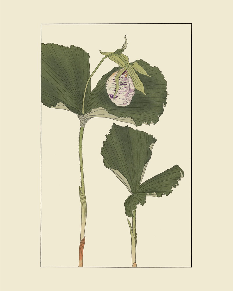 杉浦非水の植物図案「くまがえさう」